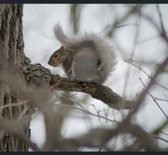 squirrel2