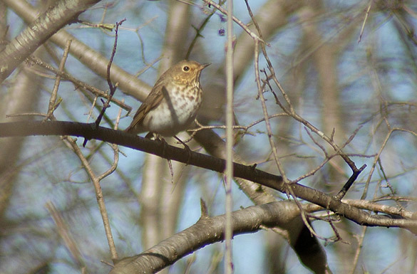 thrush2