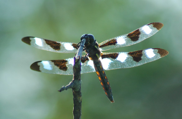 twelve-spotted-skimmer8