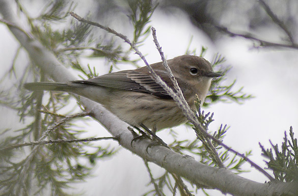 warbler-female