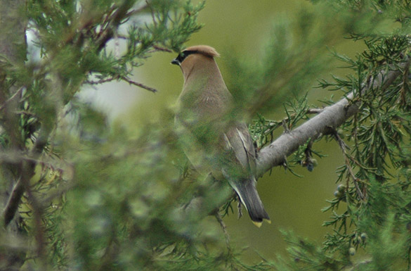 waxwing