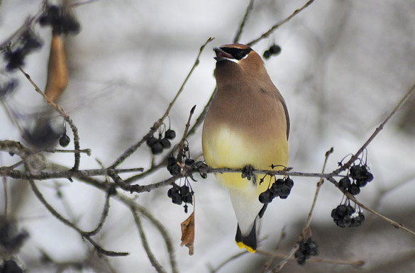 waxwing10