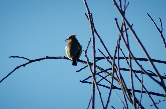 waxwing21b6786f405