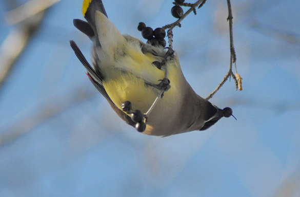 waxwing8