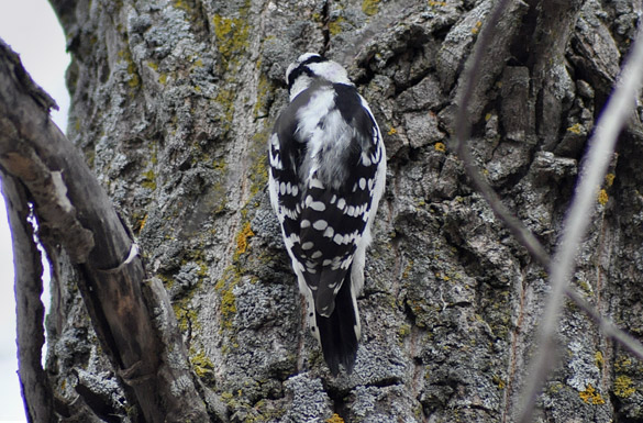 woodpecker240cf364ee5