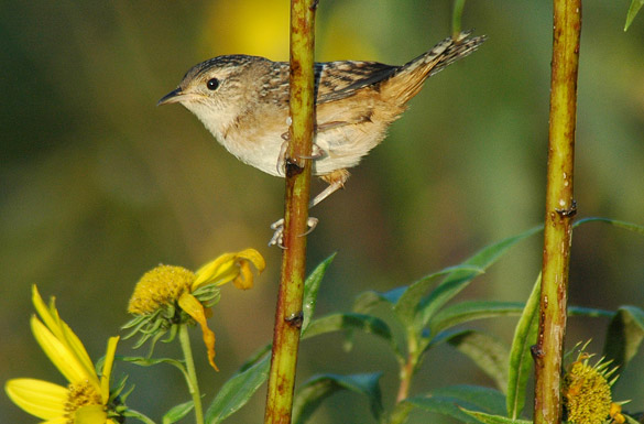 wren1