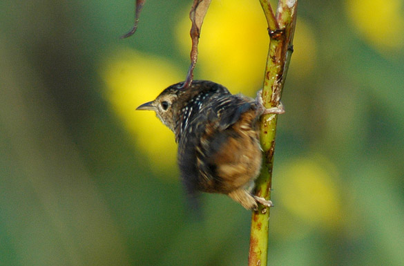 wren3