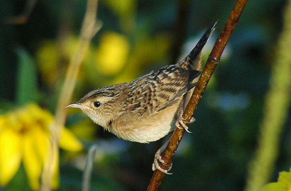 wren4