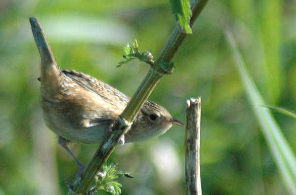 wren5