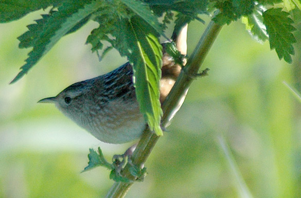 wren6