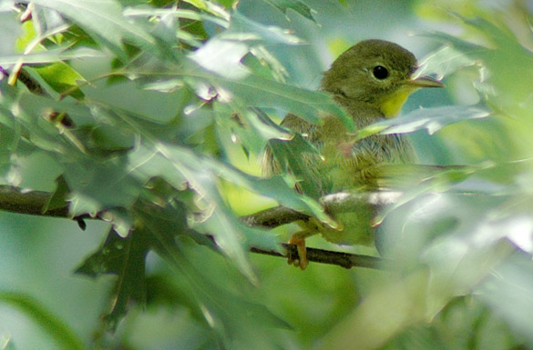 yellowthroat-female1