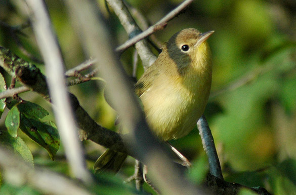 yellowthroat1