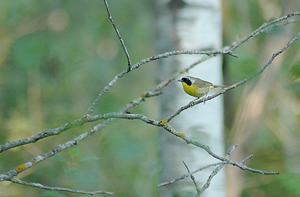 yellowthroat2c73d2da867