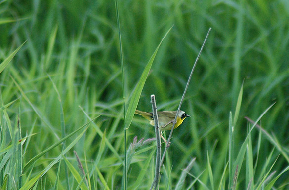 yellowthroat3